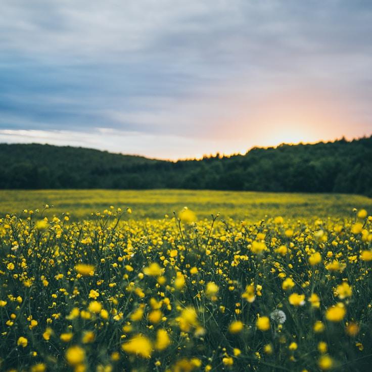 Nature travel hero image